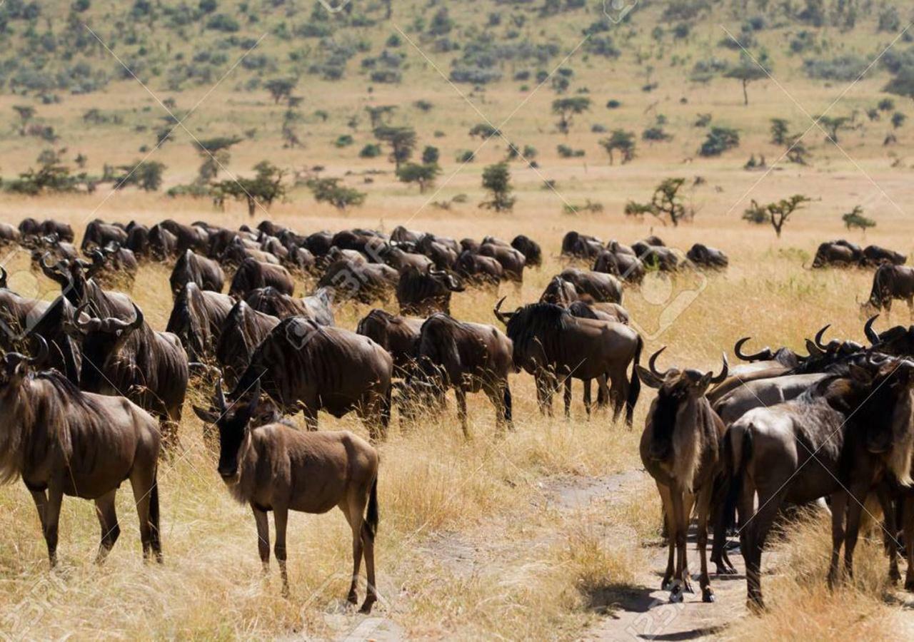 Aa Lodge Maasai Mara Talek 외부 사진